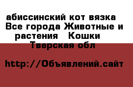 абиссинский кот вязка - Все города Животные и растения » Кошки   . Тверская обл.